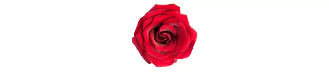 Red roses