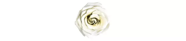 White roses