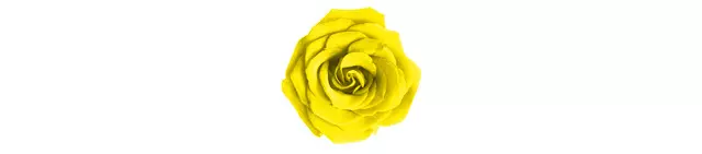 Yellow roses