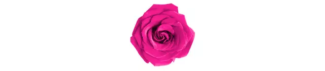 Pink roses