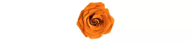 Orange roses