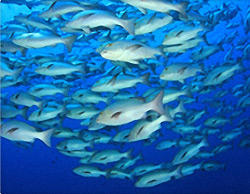 Seafood Sustainability