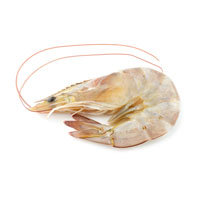 white gulf shrimp