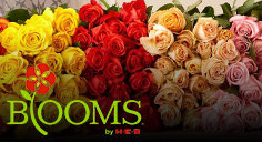 Flowers Shop H E B Everyday Low Prices