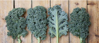 Guide To Kale - Varieties, Recipes