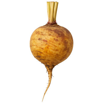 Fresh Organic Gold Beets, Avg. 0.74 lb