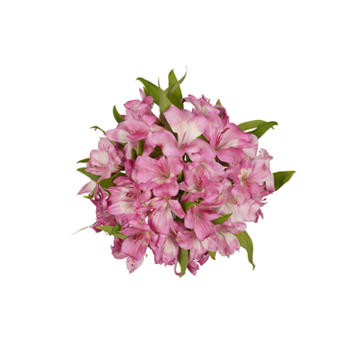 BLOOMS by H-E-B Assorted Alstroemeria, 1 bundle