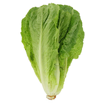Fresh Romaine Lettuce