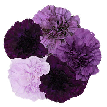 BLOOMS by H-E-B 5-Stem Blue Moon Carnations