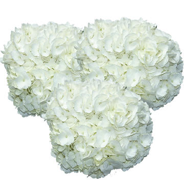 BLOOMS by H-E-B White Hydrangeas, 1 Bundle