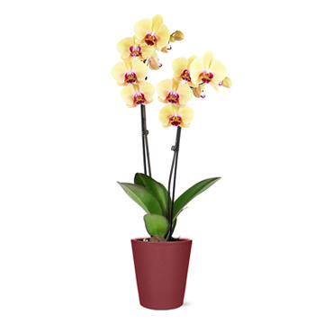 Max & Miles Premium Orchid