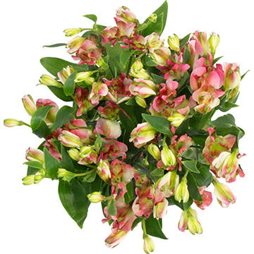 BLOOMS by H-E-B 3 Stem Charmelia