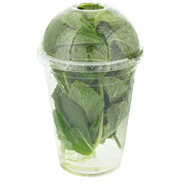 Fresh Aqua-dome Mint