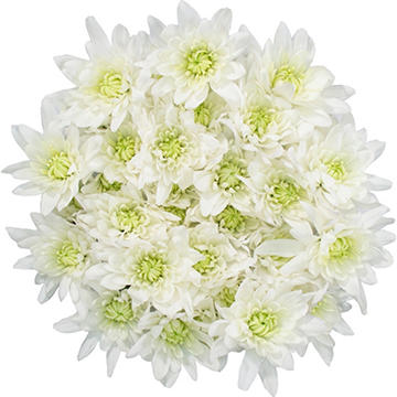 BLOOMS by H-E-B 4 Stem White Poms