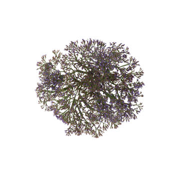 BLOOMS by H-E-B Limonium Maine Blue