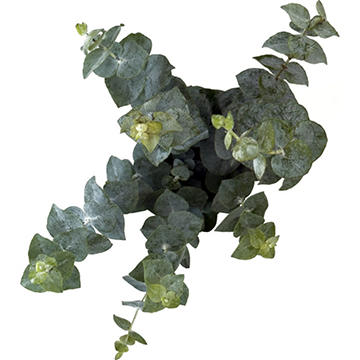 BLOOMS by H-E-B 3 Stem Baby Blue Eucalyptus