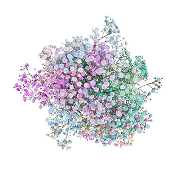 BLOOMS by H-E-B Baby's Breath Watercolor Gypsophila, 1 bundle