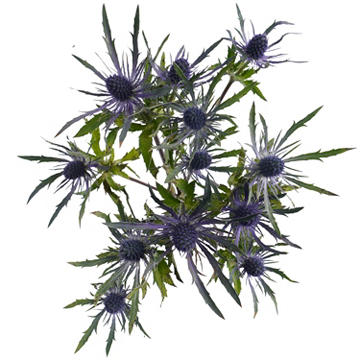BLOOMS by H-E-B Eryngium Thistle, 1 bundle