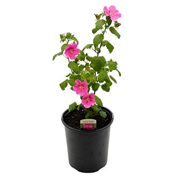 Spring Creek Growers Pavonia Rock Rose, 1 gal