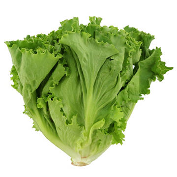 Fresh Green Leaf Lettuce