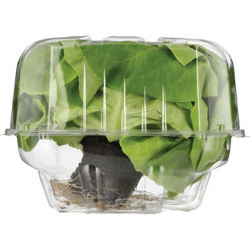 Fresh Butter Lettuce