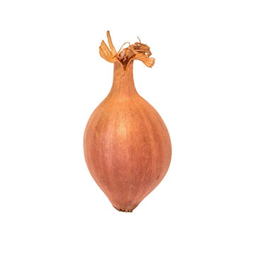 Fresh Shallot
