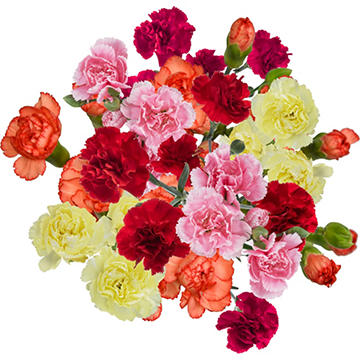 BLOOMS by H-E-B Rainbow Mini Carnations Bunch