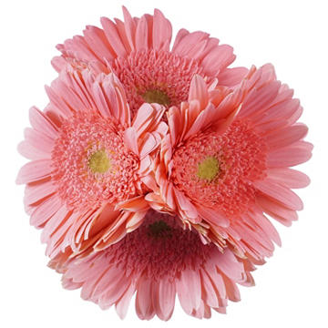 BLOOMS by H-E-B 4 Stems Assorted Gerbera