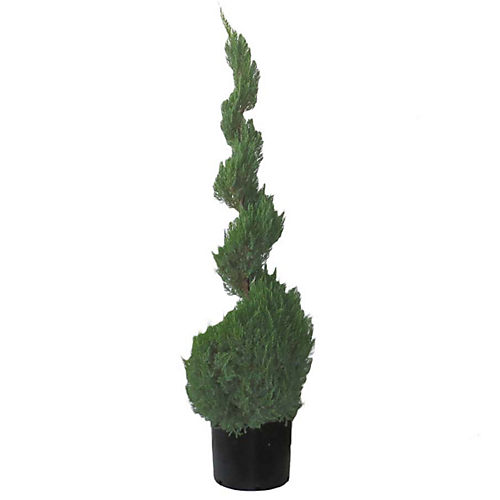 Greenleaf Nursery Blue Point Spiral Juniper