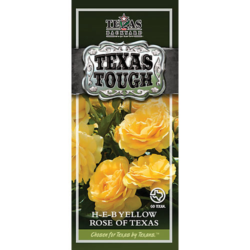 H-E-B Texas Tough Yellow Rose Of Texas - Shop Potted plants H-E-B Texas Tough Yellow Rose Of Texas - Shop Potted plants