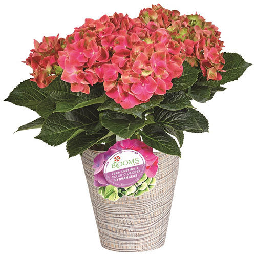 Hydrangea4937　0203 Get Hydrangea Sage Green Jumbo - Flower Marketplace