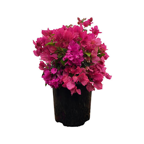 ハルウララ‼️ Greenleaf Nursery Vera Deep Purple Bougainvillea - Shop Potted