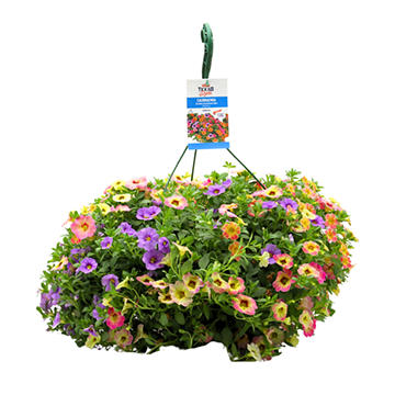 H-E-B Texas Roots Calibrachoa Ombre Mix Hanging Basket