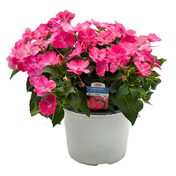 H-E-B Texas Roots Sunpatiens Deep Rose