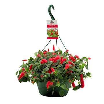 H-E-B Texas Roots Chenille Plant Hanging Basket
