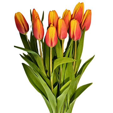 BLOOMS by H-E-B Tulips 10-Stem Bunch - Assorted