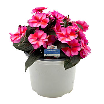 H-E-B Texas Roots Sunpatiens Red Candy