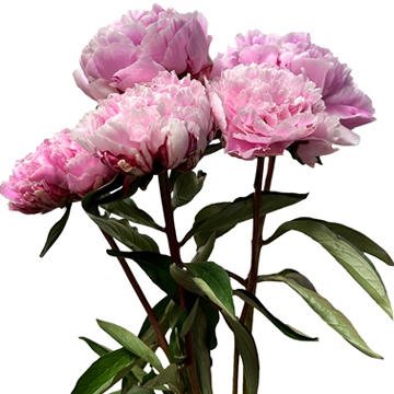 BLOOMS by H-E-B 5 Stems Peonies