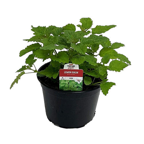 H-E-B Texas Roots Herb - Lemon Balm