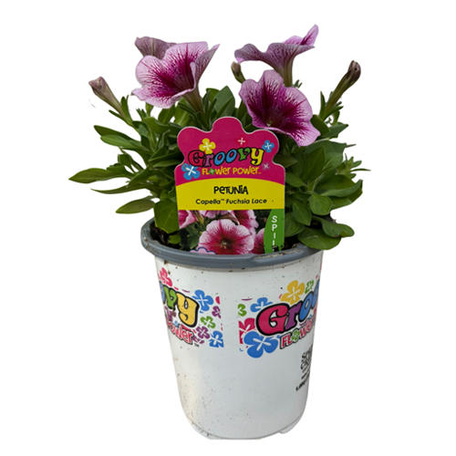 Groovy Flower Power Petunia Capella Fuchsia Lace - Shop Potted