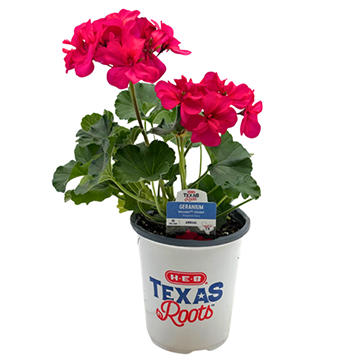 H-E-B Texas Roots Geranium - Moxie Violet