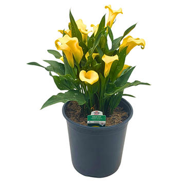 H-E-B Texas Roots Calla Lily - Yellow