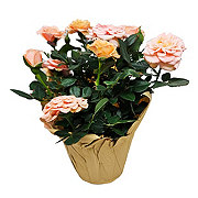 BLOOMS by H-E-B Potted Mini Roses Flowering Plant