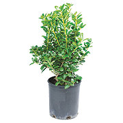 H-E-B Ilex Dwarf Buford Holly