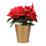 BLOOMS by H-E-B Potted Red Poinsettia