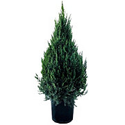 Greenleaf Nursery Blue Point Spiral Juniper Shop Potted Plants