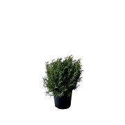 Greenleaf Nursery Tuscan Blue Rosemary Potted Plant