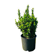 Euonymus Dwarf