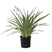 Greenleaf Nursery Variegated Flax Lily