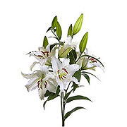 BLOOMS by H-E-B 3-Stem White Oriental Lily